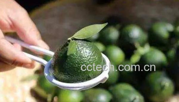 小红柑和小青柑的区别-0