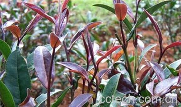 紫芽茶的功效与作用 紫芽茶的禁忌-0