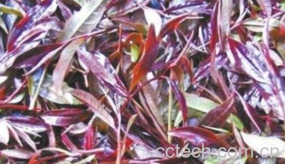 紫芽茶的功效与作用 紫芽茶的禁忌-1