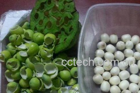 莲子怎样去皮 莲子去皮方法技巧-0