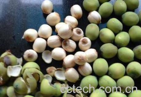 莲子怎样去皮 莲子去皮方法技巧-1