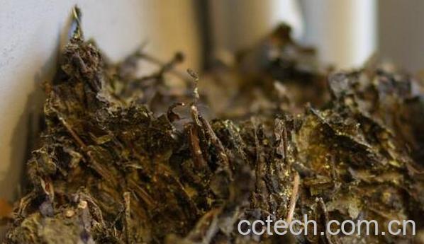 百两茶怎么拆 百两茶的拆解方法-0