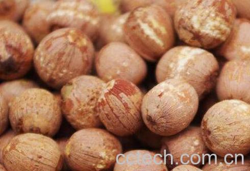 红皮莲子需要去皮吗 红皮莲子怎么去皮-0