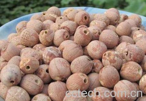红皮莲子的功效与作用-0