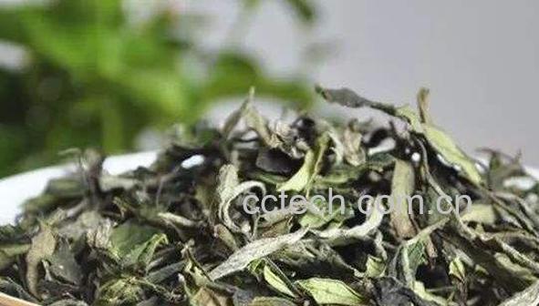 贡眉白茶的功效与作用 贡眉白茶的口感-1