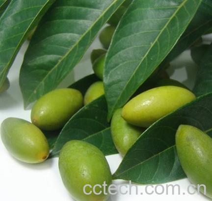 橄榄的功效-0