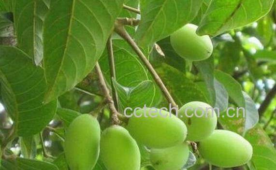 食用橄榄注意事项-1