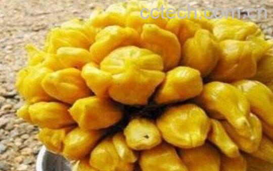 菠萝蜜核什么人不能吃 菠萝蜜吃不完怎么保存-1