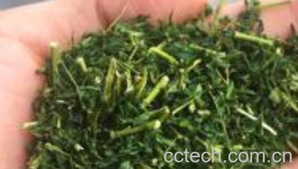 相思茶的功效与作用 相思茶的禁忌-1