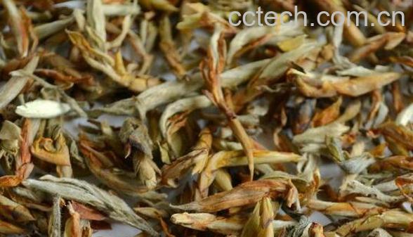 老鹰茶的功效与禁忌 哪些人不适合喝老鹰茶-1