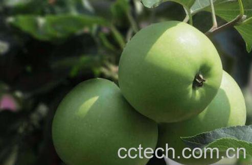 吃青苹果有什么好处 青苹果的营养成分-0