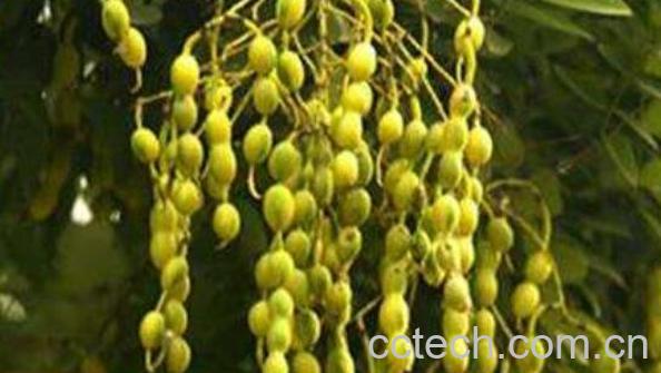 槐角茶的功效与作用 喝槐角茶的禁忌-1