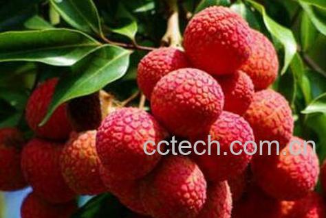 孕妇能吃荔枝吗 孕妇吃荔枝的好处和坏处-1