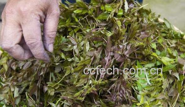 藤茶的功效与作用-0