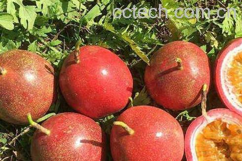 百香果皮怎么吃 百香果皮的吃法技巧-1