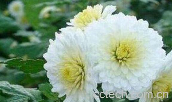 贡菊花的功效与作用 贡菊花的禁忌-1