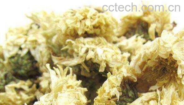 贡菊花的功效与作用 贡菊花的禁忌-0