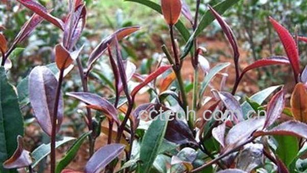 紫鹃茶的功效与作用 紫鹃茶的禁忌-1