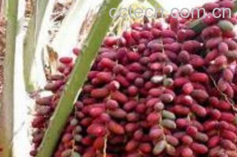 椰枣核的功效与作用 吃椰枣的好处-0