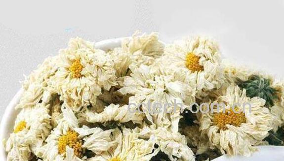 贡菊花和胎菊花的区别-1