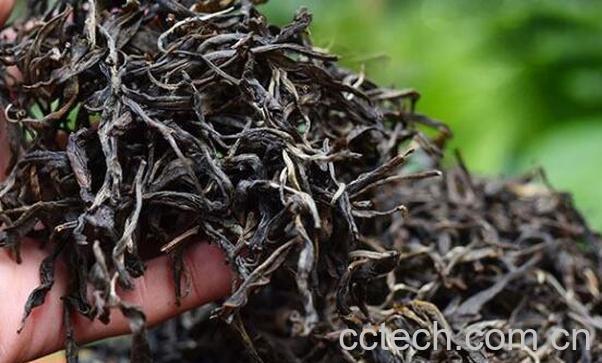 古树茶与乔木茶的区别 喝古树茶的好处-0