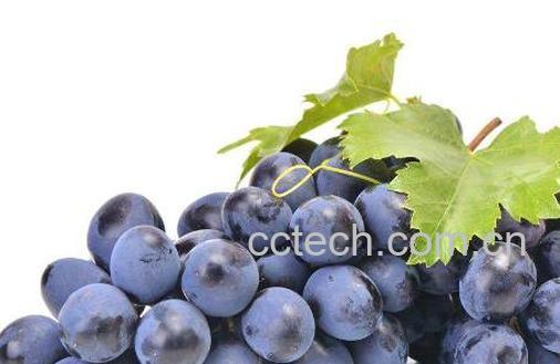  葡萄皮怎么容易剥 葡萄的营养价值-0