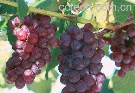  葡萄皮怎么容易剥 葡萄的营养价值-1
