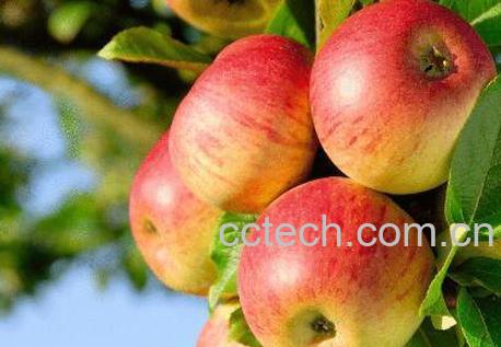 苹果去皮好还是不去皮好 苹果去皮技巧-0