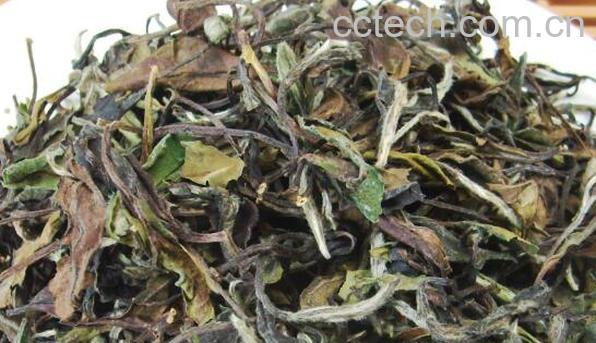 白牡丹茶的功效与作用 白牡丹茶的禁忌-1