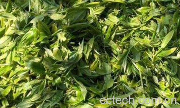 乔木茶是什么 乔木茶的冲泡方法-0