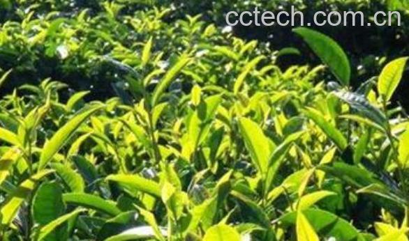 乔木茶是什么 乔木茶的冲泡方法-1