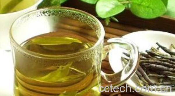 苦丁茶树的功效与作用有哪些-1