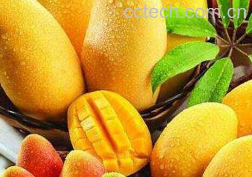 多吃芒果好吗 吃芒果的好处与坏处-0