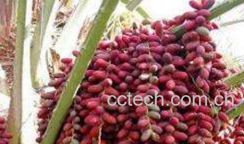 椰枣的功效与作用-0