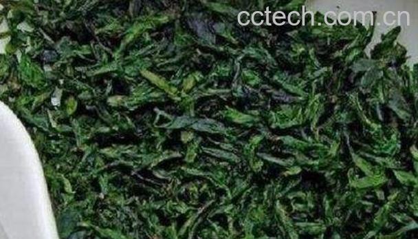 青山苦的作用与功效-1