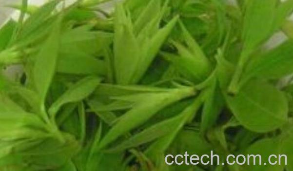 青山绿水茶的功效与禁忌-1