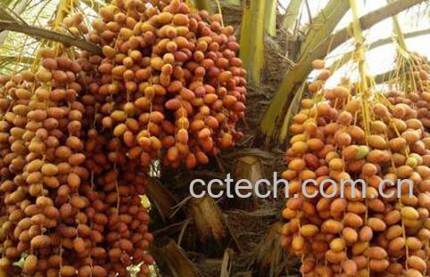 椰枣怎么吃 椰枣的食用方法-1