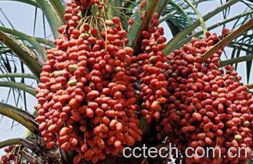 椰枣怎么吃 椰枣的食用方法-0