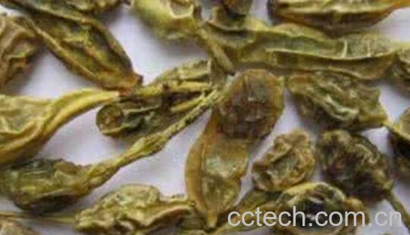 槐角茶的功效与作用 槐角茶的禁忌-1