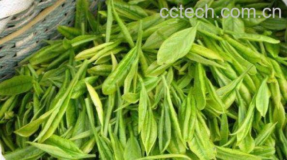 霍山黄芽属于什么茶 霍山黄芽的功效与作用-0