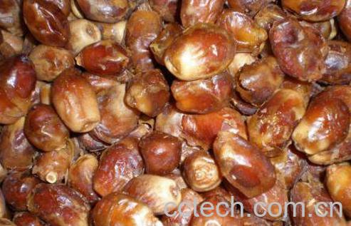 迪拜椰枣的功效与作用-1