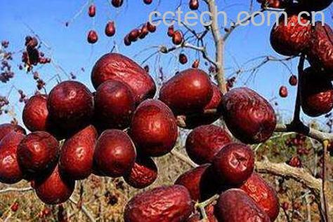 和田大枣的功效与作用-0