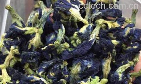 蓝蝴蝶花茶的泡法 蓝蝴蝶花茶的搭配方法-0