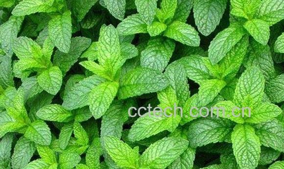 薄荷-1