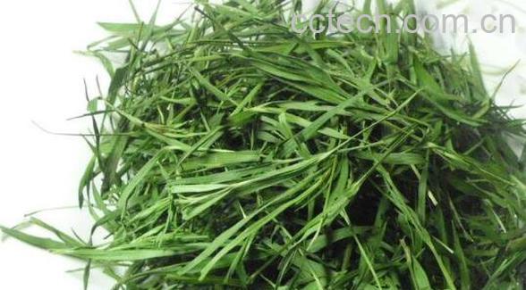 石竹茶的功效与禁忌 石竹茶的副作用-1