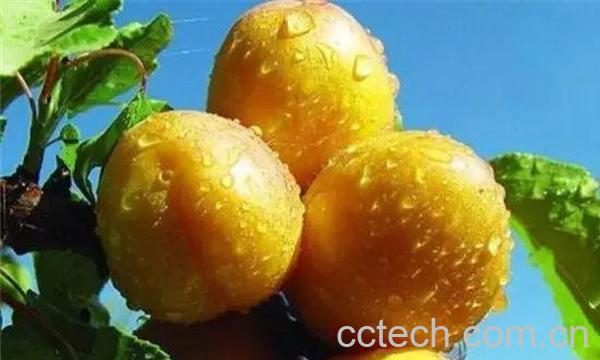 食用杏子注意事项-1