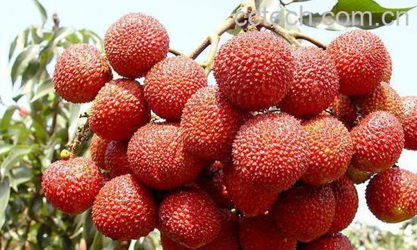 食用荔枝注意事项-1