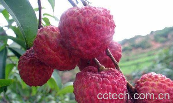 荔枝的功效与作用-0