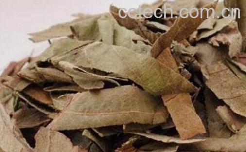 蜜枇杷叶的功效与作用-0