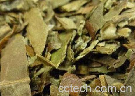 蜜枇杷叶的功效与作用-1